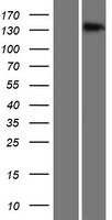 ls007109 tmem1 trappc10 human over expression lysates nm 003274 wb testing 1