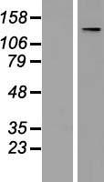 TATA Element Modulatory Factor 1 (TMF1) Human Over-expression Lysates NM_007114