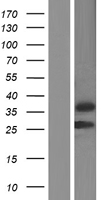 ls007140 tnnt3 human over expression lysates nm 006757 wb testing 1