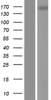 TNR Human Over-expression Lysates NM_003285