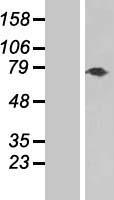 TNXB Human Over-expression Lysates NM_032470