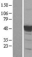 ls007157 p53 tp53 human over expression lysates nm 001126112 wb testing 2