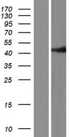 ls007157 p53 tp53 human over expression lysates nm 001126113 wb testing 4