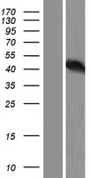 ls007157 p53 tp53 human over expression lysates nm 001126114 wb testing 3