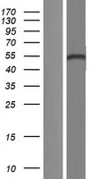 p73 (TP73) Human Over-expression Lysates NM_001126242