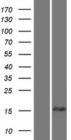 ls007164 tpd52l1 human over expression lysates nm 001003396 wb testing 1
