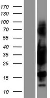 ls007170 tropomyosin 3 tpm3 human over expression lysates nm 153649 wb testing 2