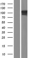 ls007173 thyroid peroxidase tpo human over expression lysates nm 000547 wb testing 1