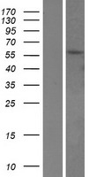 ls007179 tpte human over expression lysates nm 199260 wb testing 2