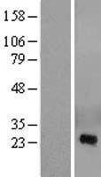 ls007180 crisp2 human over expression lysates nm 003296 wb testing 1