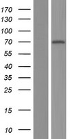 NR2C1 Human Over-expression Lysates NM_003297