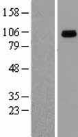 GRP94 (HSP90B1) Human Over-expression Lysates NM_003299