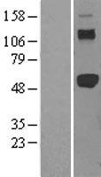 ls007186 traf2 human over expression lysates nm 021138 wb testing 1