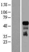 TRAF3 Human Over-expression Lysates NM_003300