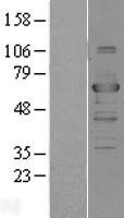 TRAF3 Human Over-expression Lysates NM_145725