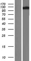 TRPC4 Human Over-expression Lysates NM_016179