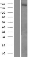 ls007226 trpm2 human over expression lysates nm 003307 wb testing 1