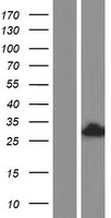 Translin (TSN) Human Over-expression Lysates NM_004622