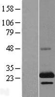 TSSC3 (PHLDA2) Human Over-expression Lysates NM_003311