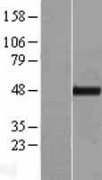 TTC4 Human Over-expression Lysates NM_004623