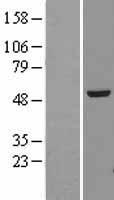 alpha Tubulin (TUBA4A) Human Over-expression Lysates NM_006000