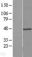 Tuftelin 1 (TUFT1) Human Over-expression Lysates NM_020127