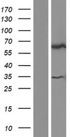 TULP3 Human Over-expression Lysates NM_001160408