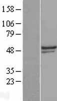TULP3 Human Over-expression Lysates NM_003324