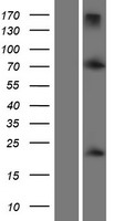 ls007291 twist twist1 human over expression lysates nm 000474 wb testing 1