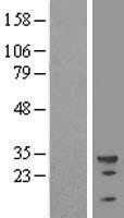 ls007307 u2af35 u2af1 human over expression lysates nm 006758 wb testing 1