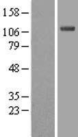 ls007318 ube1l uba7 human over expression lysates nm 003335 wb testing 1