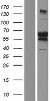 ls007342 upstream binding protein 1 ubp1 human over expression lysates nm 001128160 wb testing 3