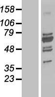 ls007342 upstream binding protein 1 ubp1 human over expression lysates nm 014517 wb testing 1