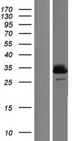 UCP3 Human Over-expression Lysates NM_022803