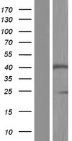 SLC35A2 Human Over-expression Lysates NM_001042498