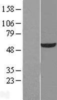 ls007358 udp glucose dehydrogenase ugdh human over expression lysates nm 003359 wb testing 2