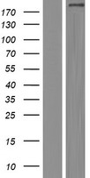 COL14A1 Human Over-expression Lysates NM_021110