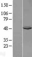 Ubiquinol Cytochrome C Reductase Core Protein I (UQCRC1) Human Over-expression Lysates NM_003365