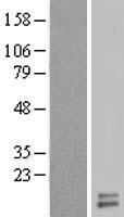 UQCRH Human Over-expression Lysates NM_006004