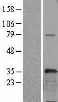 USF1 Human Over-expression Lysates NM_007122
