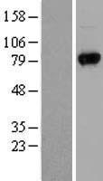 ls007405 uvrag human over expression lysates nm 003369 wb testing 1