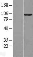 VAV2 Human Over-expression Lysates NM_003371