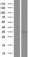 VDAC1 Human Over-expression Lysates NM_003374