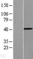 ls007421 vitamin d receptor vdr human over expression lysates nm 000376 wb testing 1