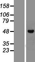 ls007421 vitamin d receptor vdr human over expression lysates nm 001017535 wb testing 2
