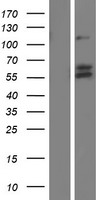 ls007425 vgf human over expression lysates nm 003378 wb testing 1