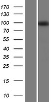 VLDL Receptor (VLDLR) Human Over-expression Lysates NM_003383