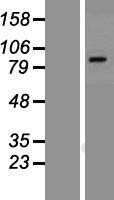 ls007442 vr1 trpv1 human over expression lysates nm 018727 wb testing 2