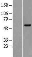 ls007444 vrk2 human over expression lysates nm 006296 wb testing 1