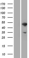 ls007454 wasp was human over expression lysates nm 000377 wb testing 1